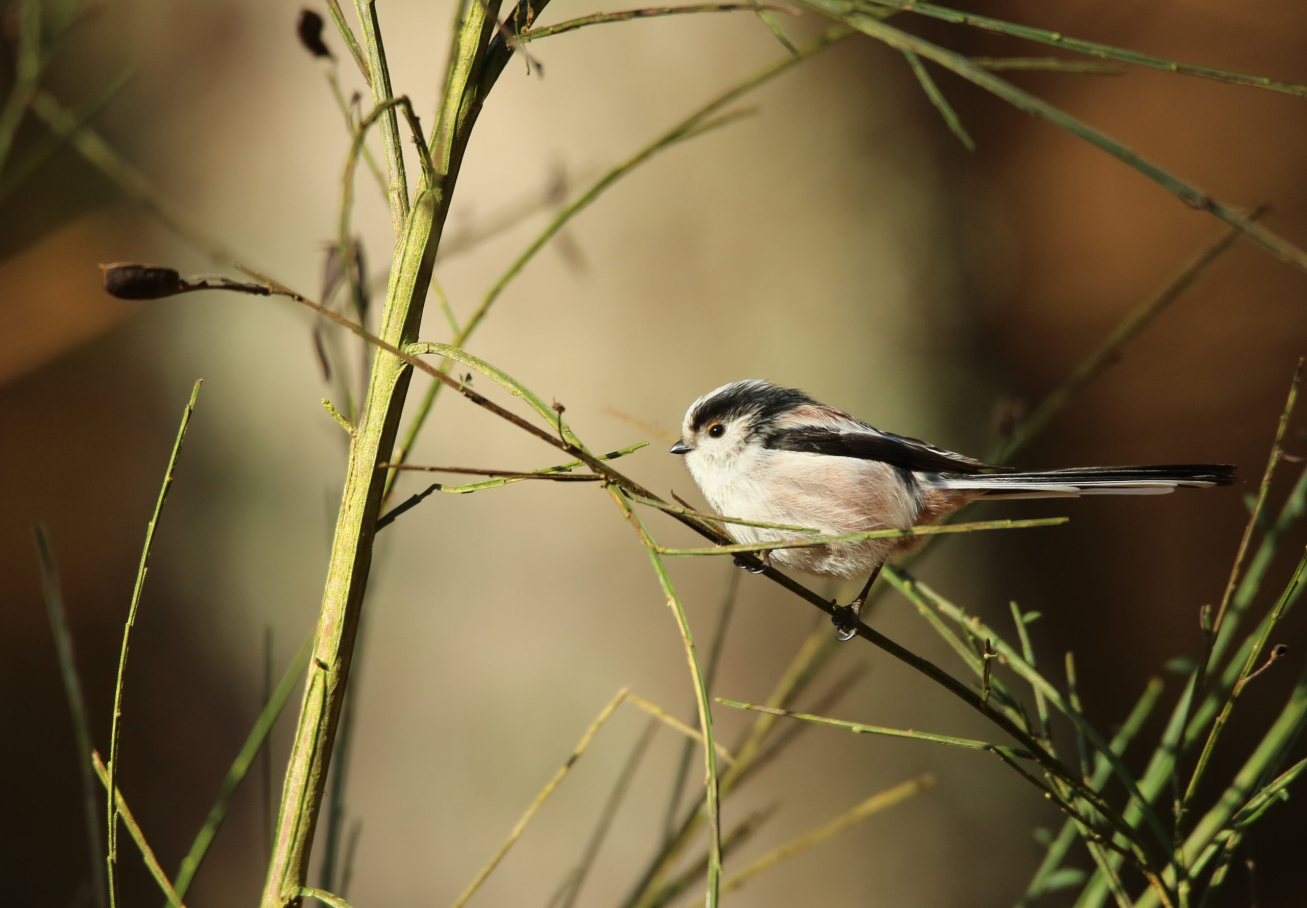 Mésange à longue queue.